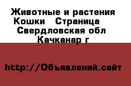 Животные и растения Кошки - Страница 2 . Свердловская обл.,Качканар г.